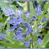 Caryopteris Clandonensis Heavenly Blue