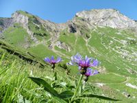 La Tulle et la Riondaz. Au chalet de l'Aulp du Fier.