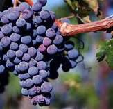 #Merlot Producers San Francisco Bay Vineyards  California p4