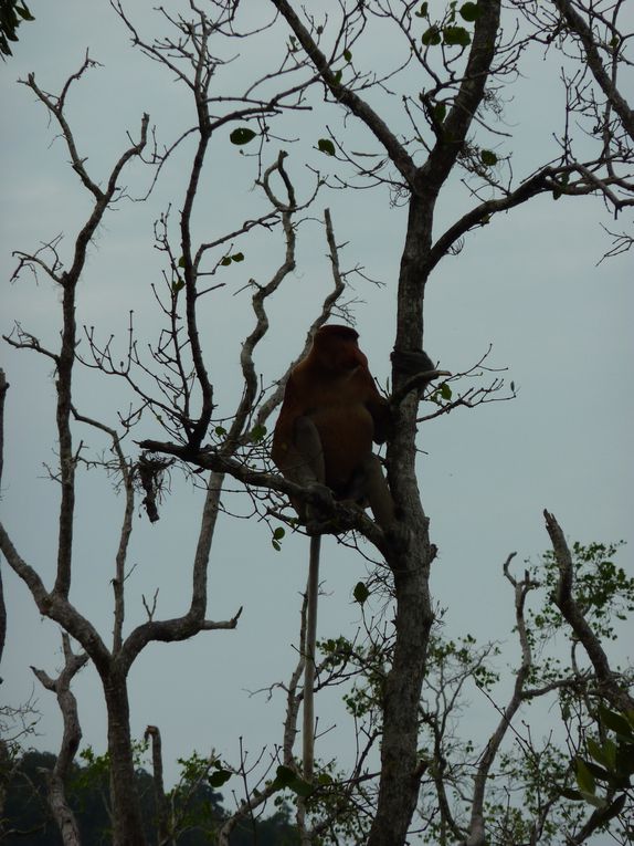 Kuching - Mongkos - Bako national park.
Certaines photos a Mongkos sont de Jennie ou depuis son appareil car en bon cretin, je decouvre que mes deux batteries sont vides...