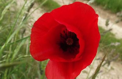 Petite leçon de choses : le coquelicot