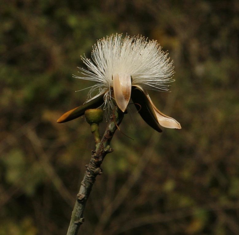 Album - Réserve Cerro-Blanco