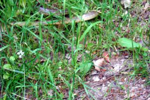 Randonnée: Forêt de Brain sur Longuenée