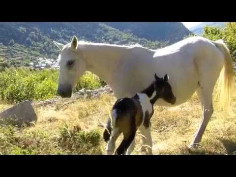 Faut-il ferrer les chevaux?