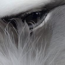 ALBATROSS 