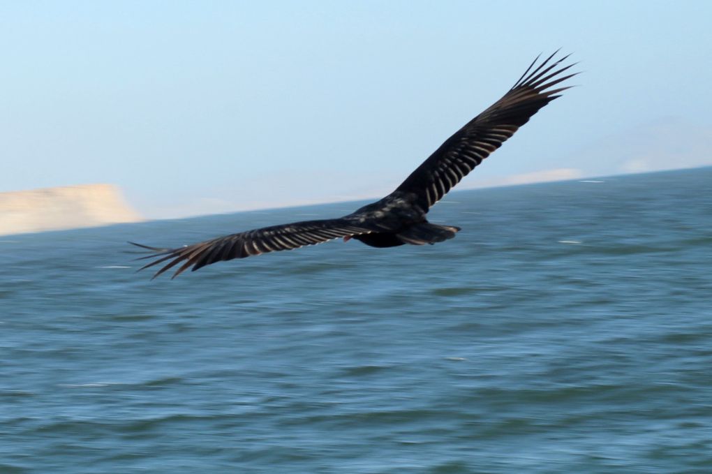 Superbe péninsule de Paracas