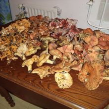10 Kg de champignons ! record !