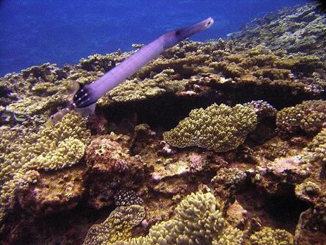 la plongée sous-marine et la faune de l'océan indien à l'île de La réunion