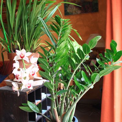 Zamioculcas zamiifolia, une plante verte très rustique