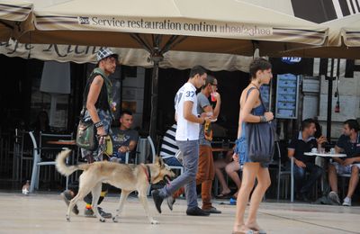 Un chien de goût et non un goût de chien !