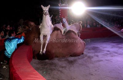 Les animaux du Cirque de Saint-Petersbourg à Toulouse, 1 novembre 2012.