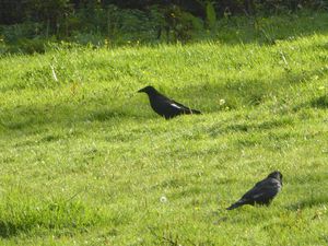 Le pré aux oiseaux