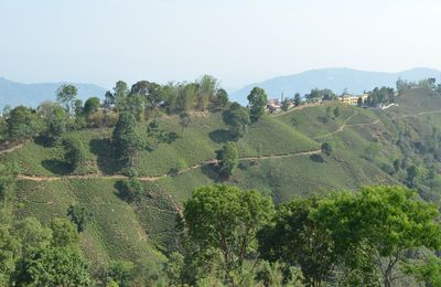 Ilam, derniers pas au Népal