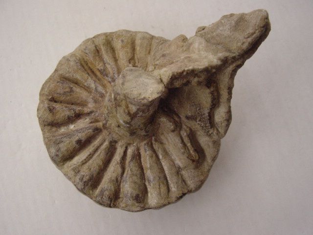 <p> </p>
<p>Les éponges fossiles sont, un peu comme les coraux, les mal-aimées des paléontologues amateurs !</p>
<p>Pourtant un grand nombre de formes, parfois très esthétiques, peuvent être découvertes dans les sédiments depuis l'Ordovicien jusqu'au Crétacé supérieur, après quoi elles se raréfient.</p>
<p>Toutes ces pièces font partie de ma collection personnelle.</p>
<p>Bonne visite !</p>
<p>Phil "Fossil"</p>
<p> </p>