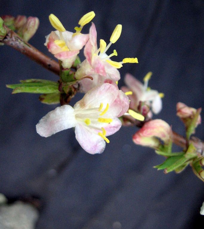 Fleurs et plantes diverses