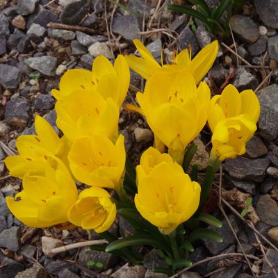 459 - Des Sternbergia lutea partout