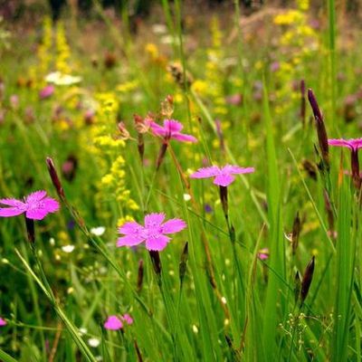 "Belles plantes mais pas potiches"