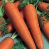 Ils ont fait la renommée de Meaux : La carotte de Meaux