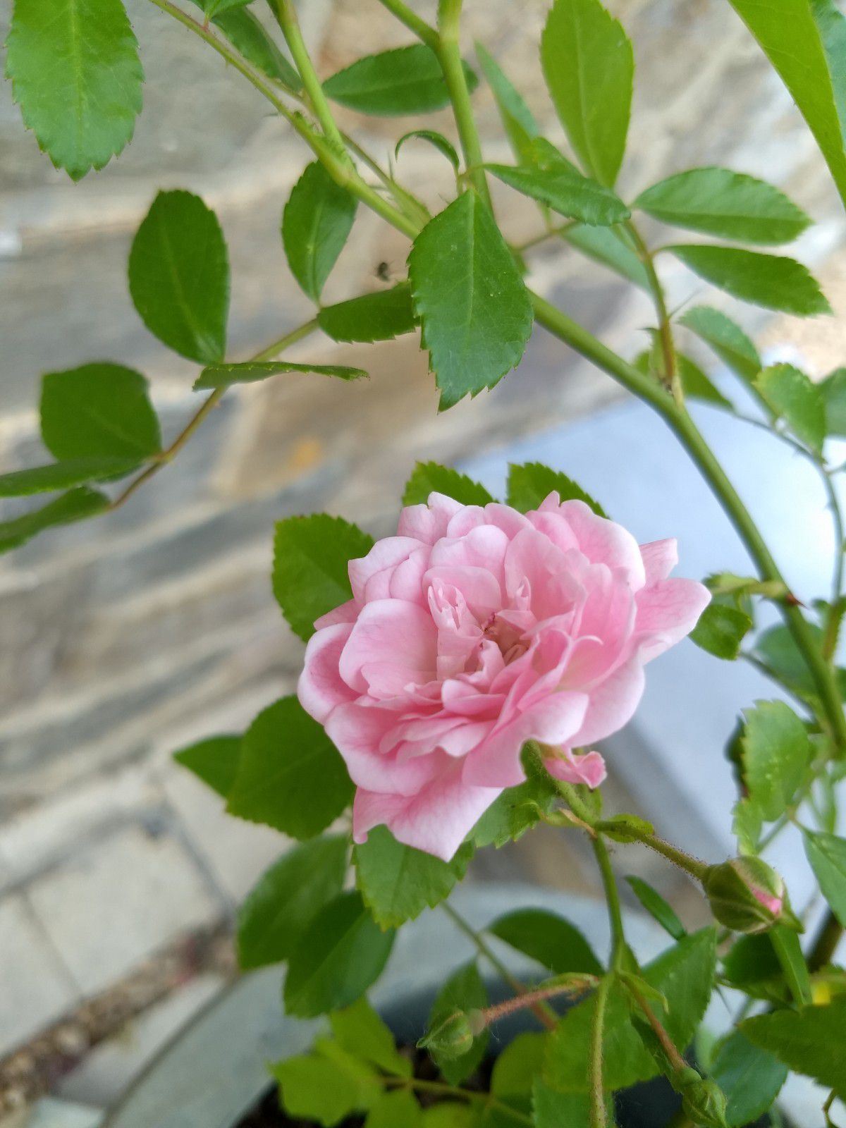 Les premières roses de juin