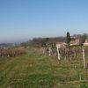 Parmi les vignes...et le vin