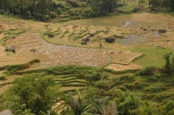 Album - Indonesie - Toraja Paysages