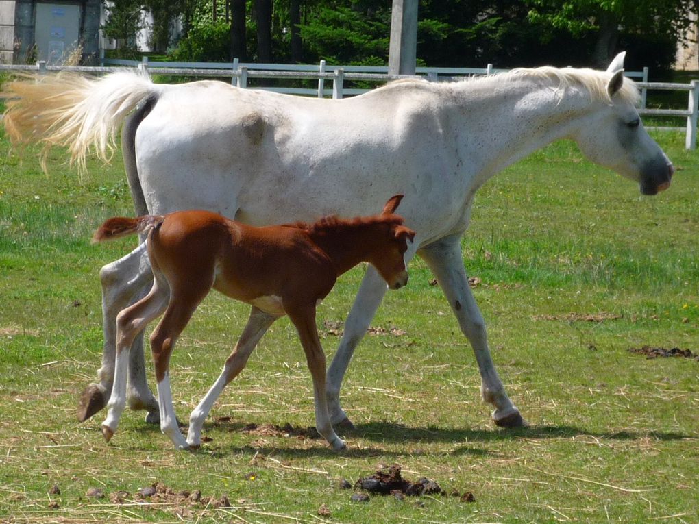 Jument pur sang arabe pure espagnole. Par Navarro III et Gual Dogan