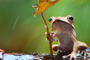 Photographie animalière : la triche planquée derrière le cliché parfait