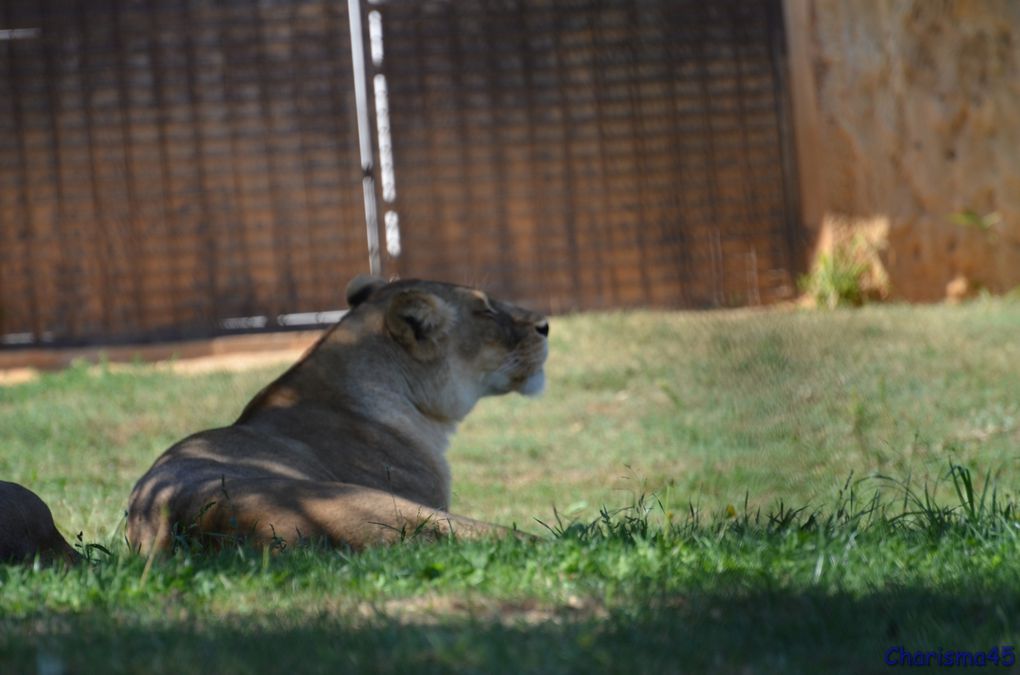 Zoo de Beauval en camping-car (Voyages en camping-car)