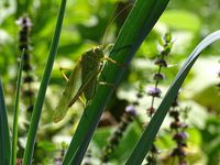 Le monde fascinant des insectes… Photos : JLS (Cliquez pour agrandir)