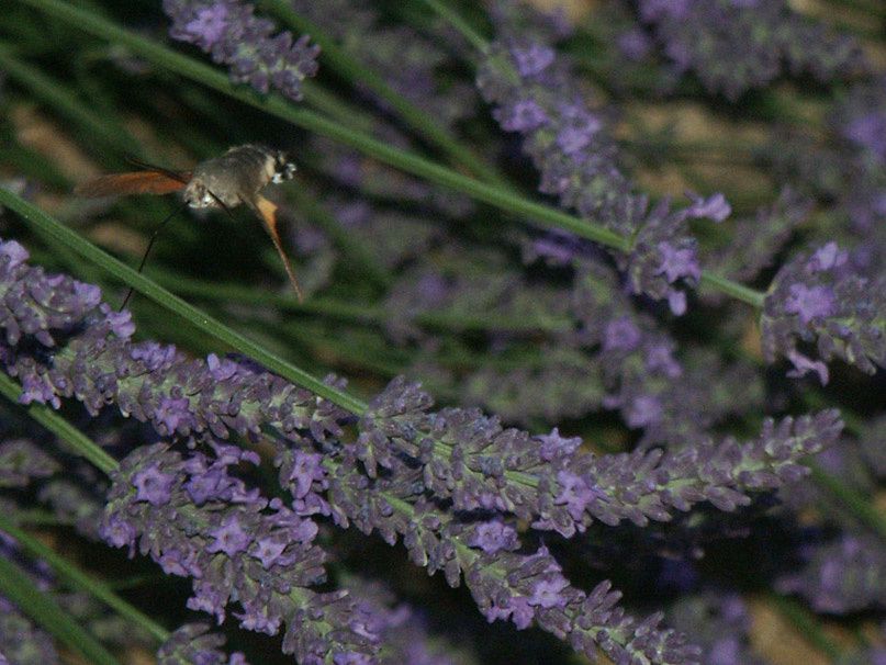 Album - 3b---Papillons-de-nuit