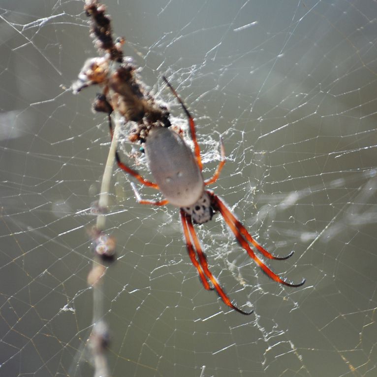 Album - Western-Australia