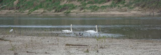 Cygne alchimique.
