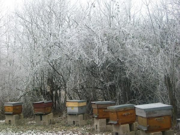 abeilles ruches, nos ruchers de Bourgogne, les apiculteurs Api4 en plein travail, leur évolution au fil des jours