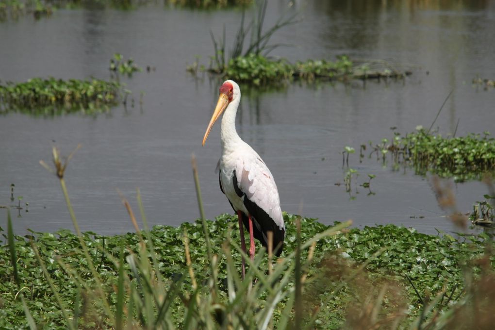 Album - 7.2 Ngorongoro