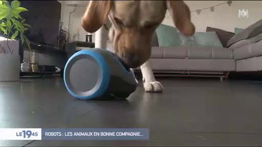 Un Français invente un robot pour occuper vos animaux de compagnie en votre absence !