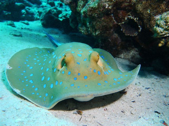 Album - marine-park-2012-egypte