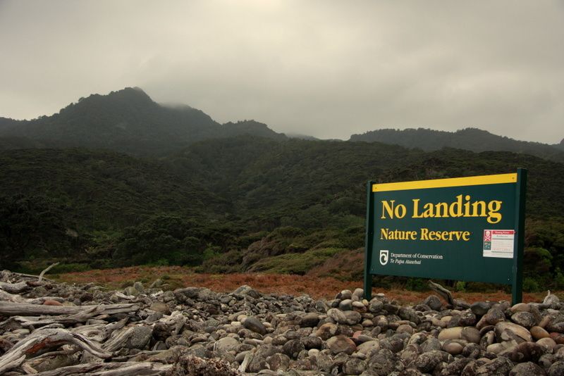 Photos prises sur Little Barrier Island, au coeur du Golfe d'Hauraki, lors d'un séjour de 2 semaines du 14 au 29 septembre 2010.