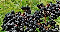 #Elderberry Wine Producers New York Vineyards