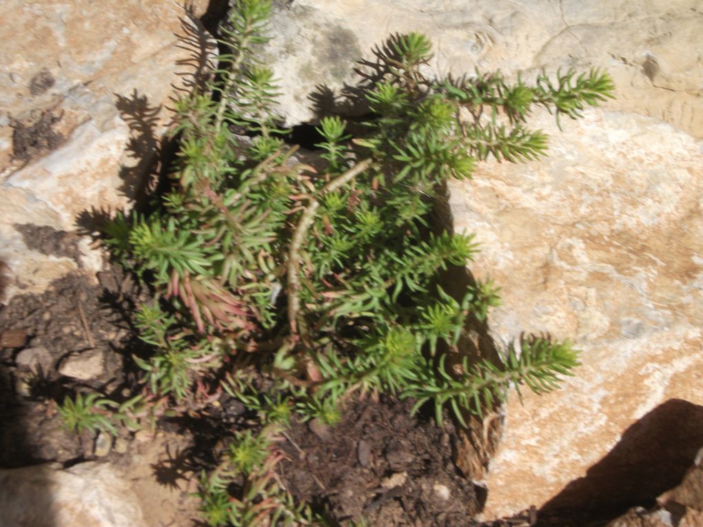 Album - les-plantes-de-notre-garrigue