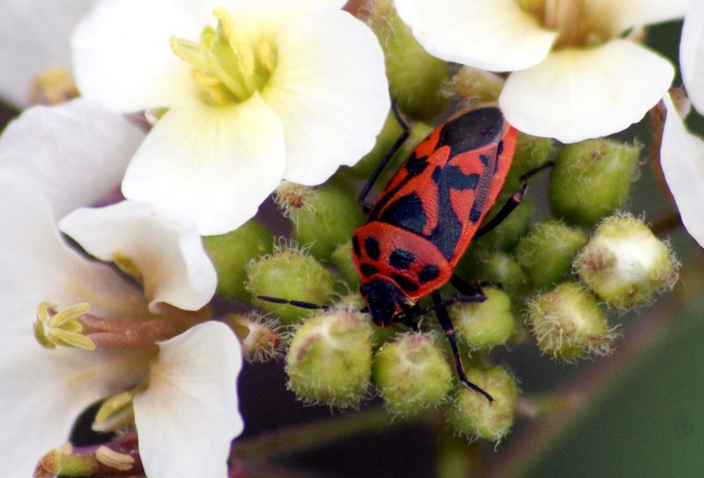 Photos d'insectes et d'araignées généralement en macro