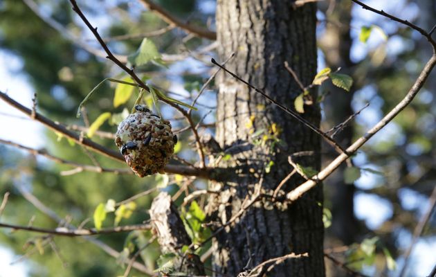 Prendre soin des petits habitants de son jardin