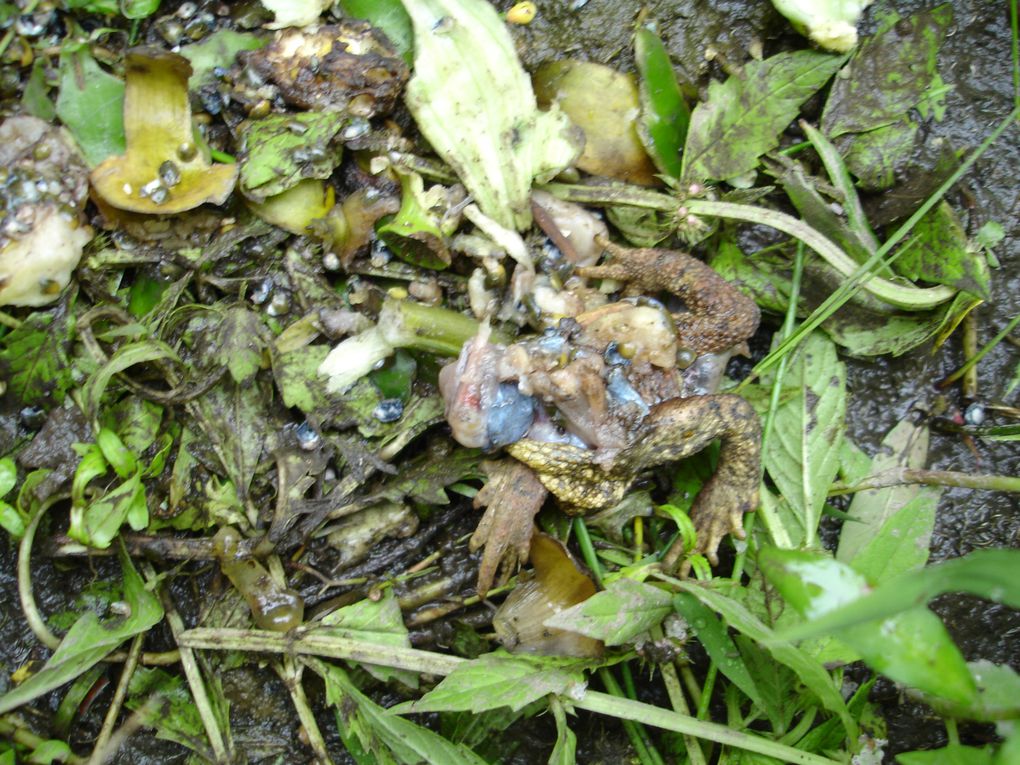 Diverses especes animales et vegetales (indigenes ou invasives) que l'on peut-être susceptible de rencontrer au bord de l'eau, colonisant les mutliples ecosystemes aquatiques que l'on trouve en BZH entre autres...