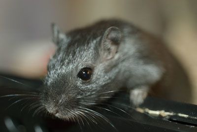 Petite photo de mes animaux : les trois chats; Chaussette (et ses trois chatons), Chabichou et Cacao, mon petit toutou; Nushka, mon cochon d'inde; Bimbo tout plein de poiles (ou Rodney) et enfin les gerbilles d'Elsa; Caramel et Chacolat.