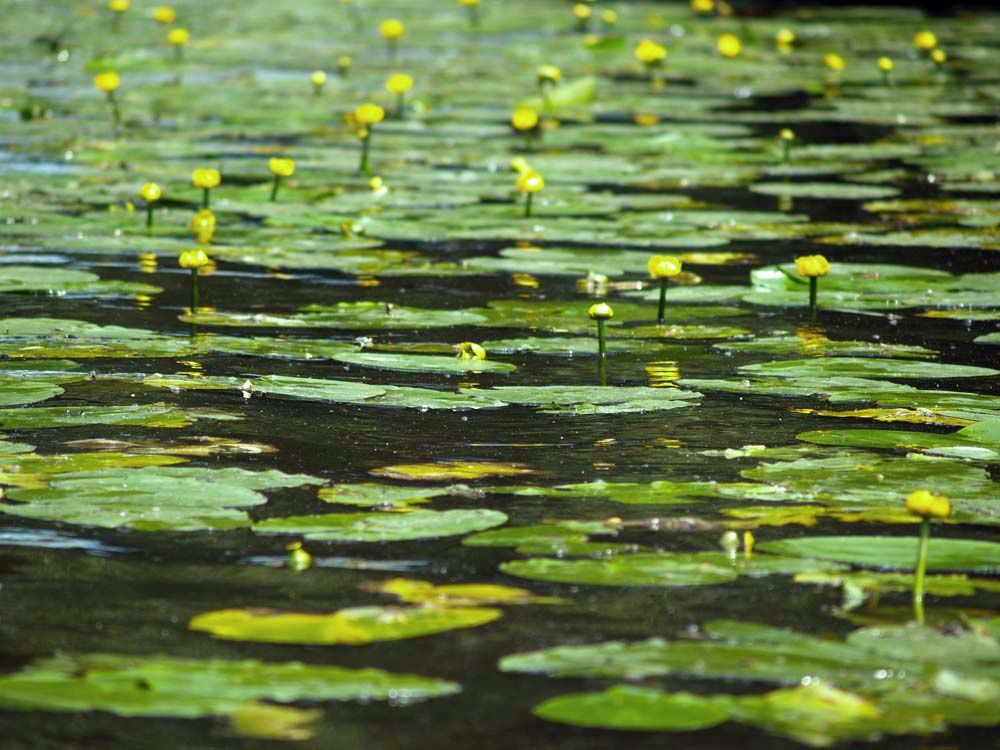 Album - Tout en vert