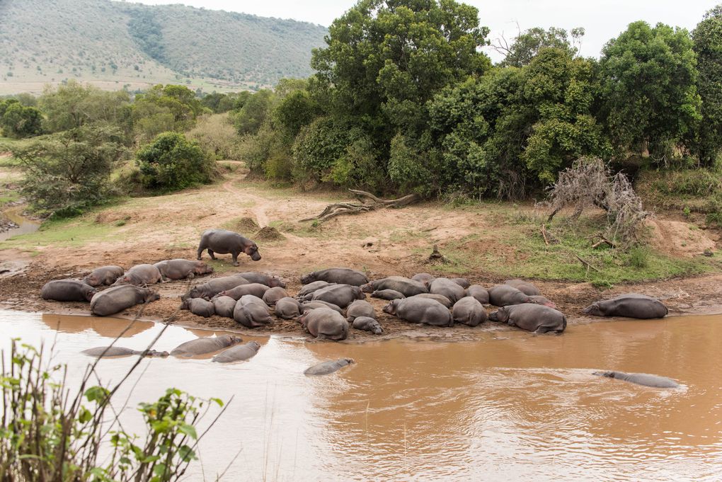 MASAÏ MARA, Lacs BARINGO &amp; BOGORIA - KENYA - OCTOBRE 2017