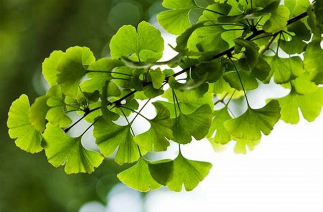 ¿Puede el Ginkgo Biloba mejorar la salud de su cerebro?