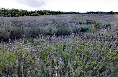 Comme un air de Provence...