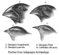 Différentes espèces de pinsons de l'archipel des Galapagos.