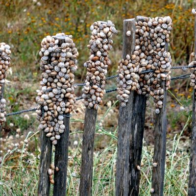 Les escargots au repos !