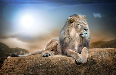 Lion 